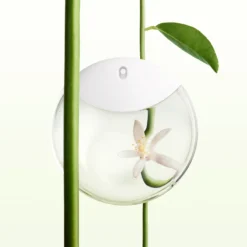 Issey Miyake A Drop EDP 50 Ml 15 Issey Miyake A Drop EDP 50 Ml -Hugo Boss || Armani || Calvin Klein Butik 34232220102945