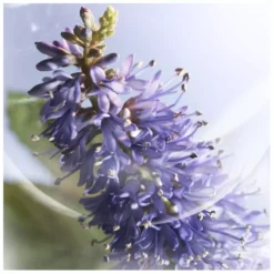 Lancome Lancôme La Vie Est Belle Iris Absolu EDP 30 Ml -Hugo Boss || Armani || Calvin Klein Butik lancome la vie est belle iris absolu edp 30 ml 1677581372