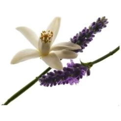 Yves Saint Laurent YSL Libre For Her EDP 30 Ml -Hugo Boss || Armani || Calvin Klein Butik ysl libre for her edp 30 ml 1581340029